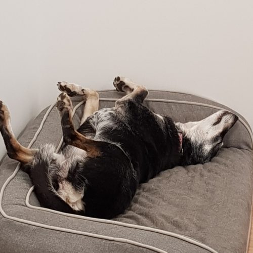 mawson-lakes-chiro-oy-the-dog mawson-lakes-chiro-oy-the-dog